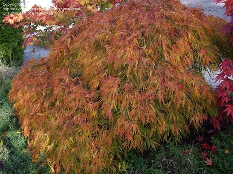 Viridis Japanese Maple Fall Color Plants Acer Palmatum Planting Flowers