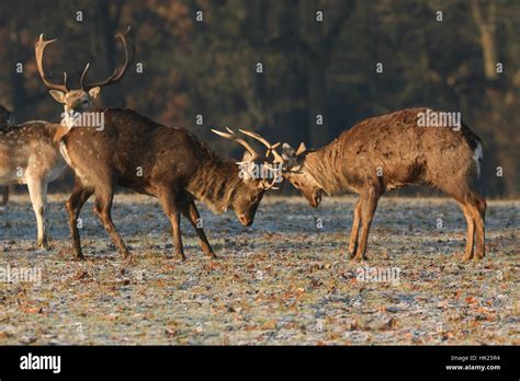 Fighting Manchurian Sika Deer Cervus Nippon Mantchuricus At First
