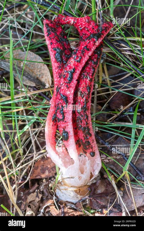 Devils Fingers Fungus Fungi Clathrus Archeri A Bright Red Non