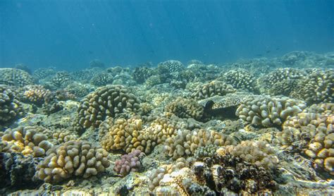 Scientists Discover Coral Oases Where Reefs Thrive Science And Tech