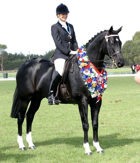 Ws Black Label National Show Horses The Virtual Equestrian Barastoc