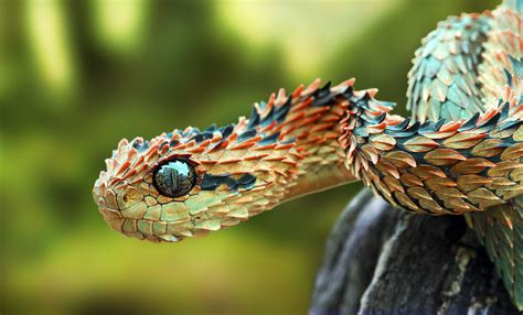 Grow to epic length by playing these snake games. The Most Deadly Snakes in the World | HorizonTimes | Page 11