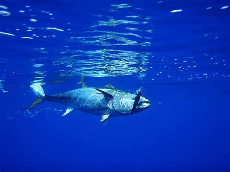 Tuna Fish Fishing Seafood Fresh Water Underwater Ocean Marine