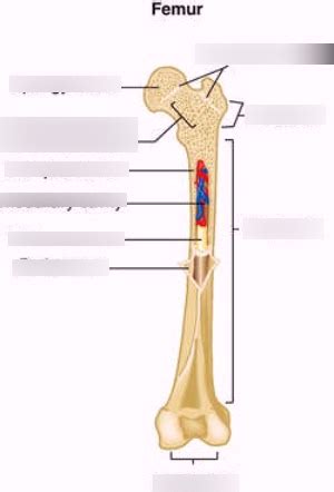 Dimitrios mytilinaios there are five types of human bones: Long Bone Labeled Quizlet / Anatomy Of A Long Bone Diagram ...