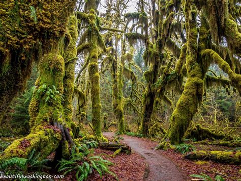 National Parks Olympic National Park Country Roads