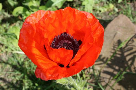 Single Red Poppy Free Stock Photo Public Domain Pictures