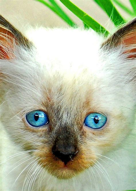 Siamese Kitten Photo Kitten Photos Cat Photo Blue Eyes Cat Etsy