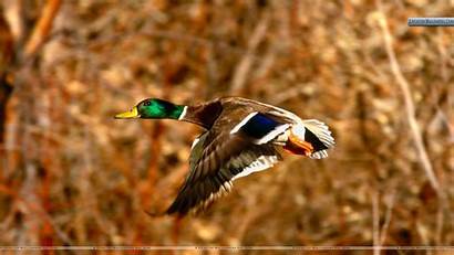 Duck Mallard Drake Ducks Unlimited Hunting Backgrounds