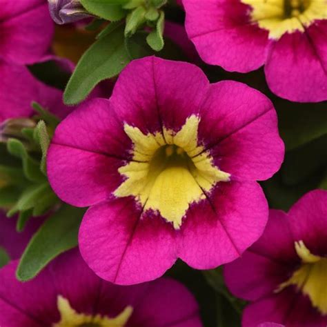 Annuals Sugar Creek Gardens