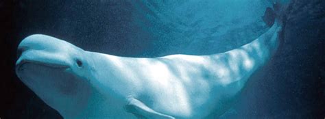 All About Beluga Whales Scientific Classification Seaworld Parks