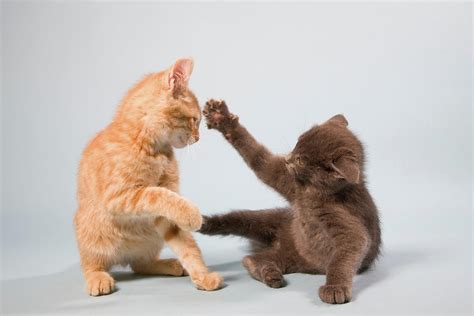 Two Cats Play Fighting Digital Art By Pixels