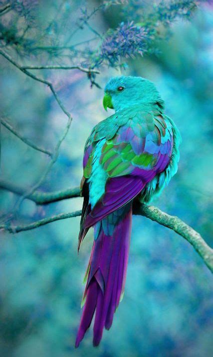 Turquoise And Purple Australian Parrot Australian Parrots Colorful