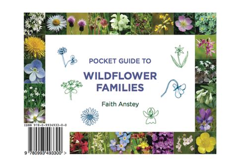 Pocket Guide To Wildflower Families Wildflowerstudy
