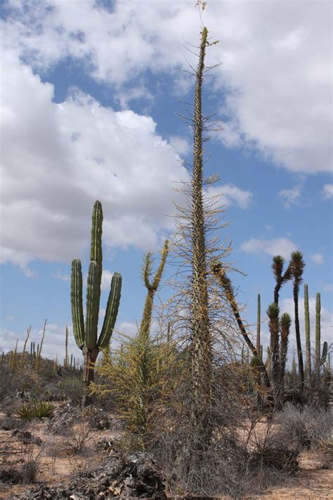 The tree which moves some to tears of joy is in the eyes of others only a green thing that stands in the way. Boojum Tree Pictures, Facts on Boojum Trees
