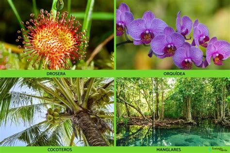 Flora y fauna de Colombia Características y especies con FOTOS y VÍDEO