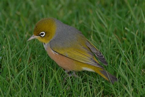 Bird In Everything Birds Of New Zealand