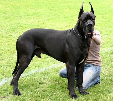 The 10 Most Powerful Dog Breeds In The World