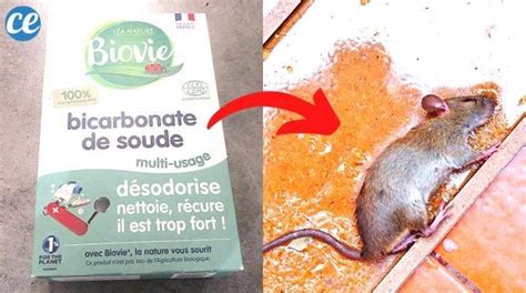 Présence de lalcool pas clair produit pour tuer les rats Prévoyance Nautique Kangourou