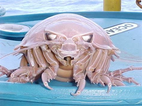 Ever Wonder What Giant Deep Sea Isopods Actually Do [video]