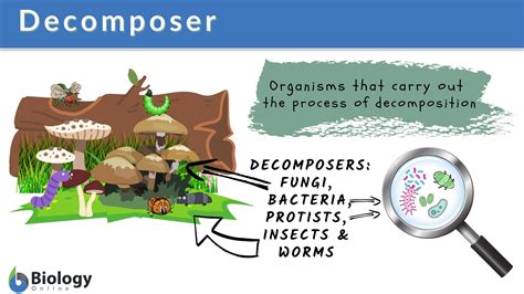 Decomposers Animals Examples