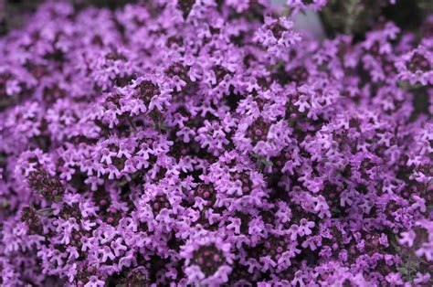 How To Grow And Care For Creeping Thyme
