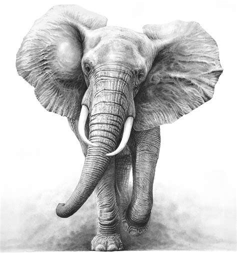 The Charge 1997 African Elephant Elephant Sketch Elephant Tattoos