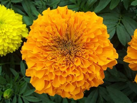 Marigold Marigold Flower Flowers Flower Wallpaper
