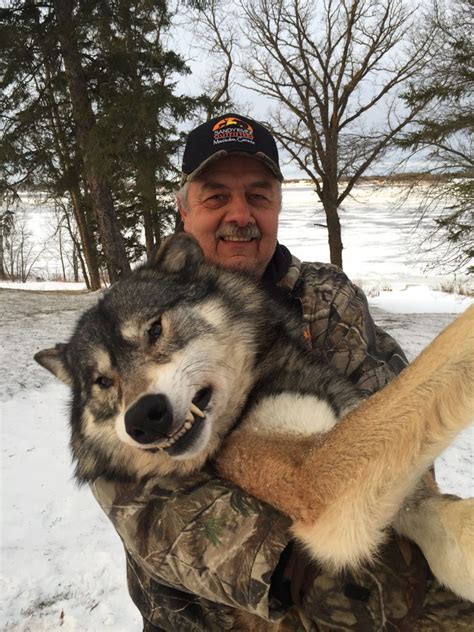 Trophy Canadian Wolf Hunts With Sandy River Outfitters