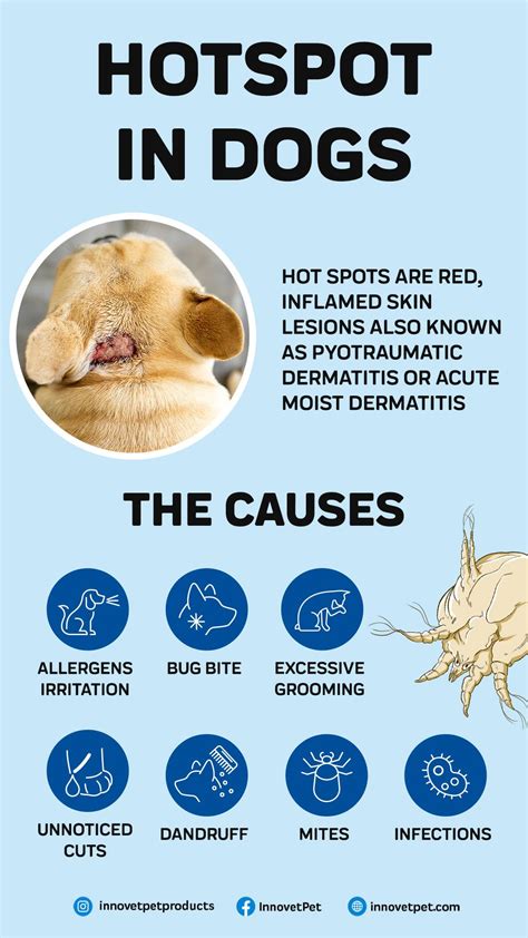 The Dangers Of Hotspots In Dogs Info Poster With Information About How