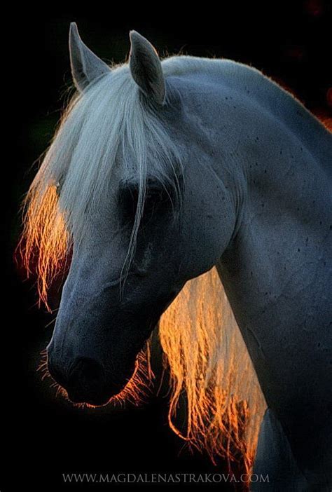 Amazing Horse Photography With Gorgeous Light On The Horses Mane By