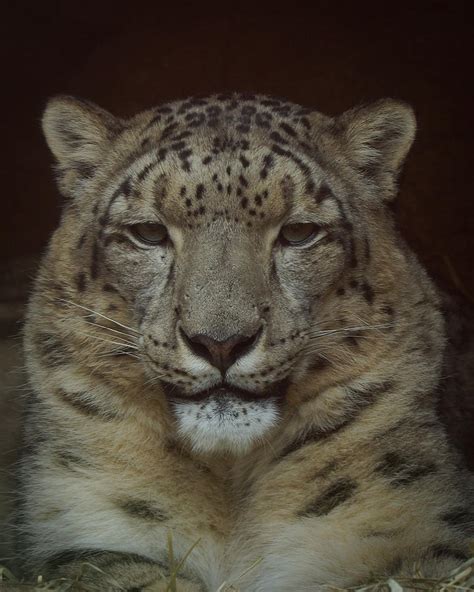 Snow Leopard Portrait Photograph By Ernie Echols