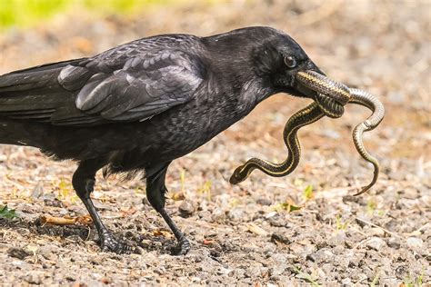 Crow Captures Snake Crow Captures Snake Mjeedelbr Flickr