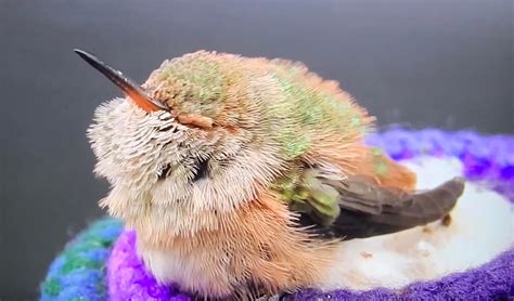 Cute Baby Hummingbirds
