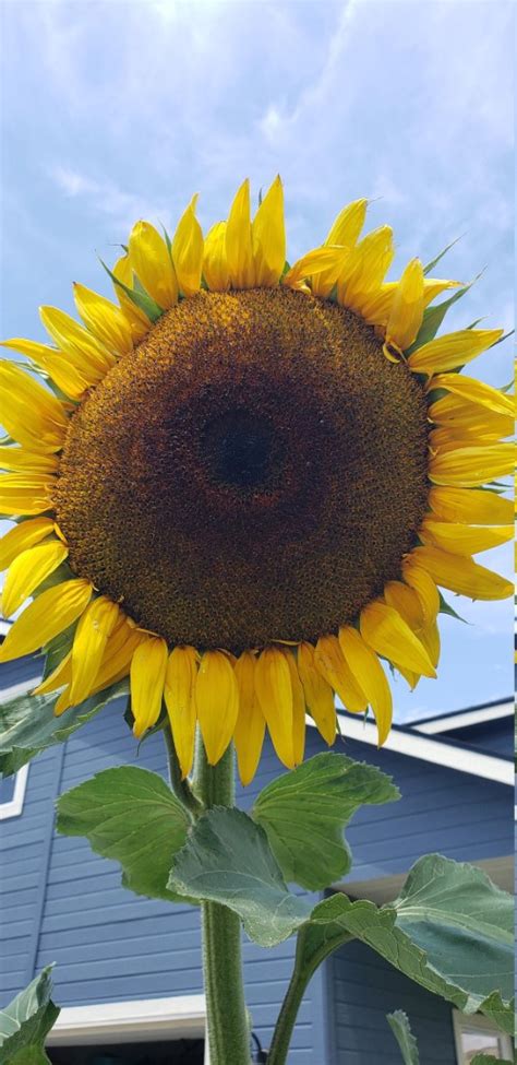 Join The Stateline Sunzilla Sunflower Growing Challenge Nature At