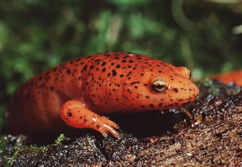 Salamander Species Life Cycle And Facts Britannica