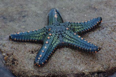 Starblueandgreen Starfish Ocean Creatures Starfish Facts