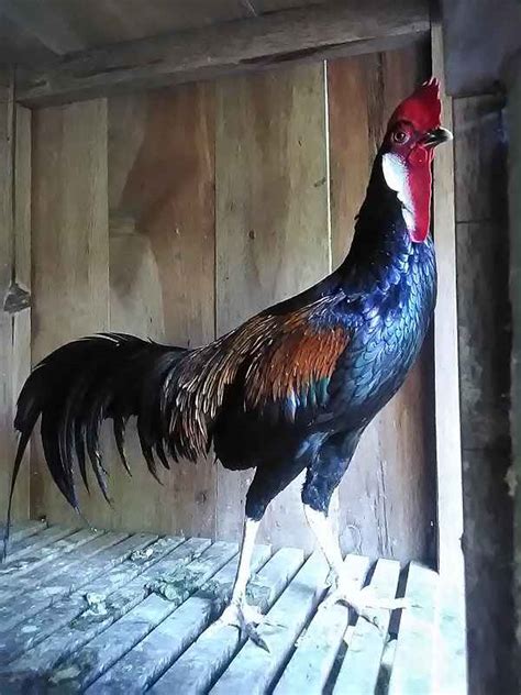 Ragam Jenis Ayam Lokal Jilid 3 Belajar Ternak