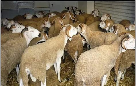 Offrir Un Mouton Pour L Aid - Offrir un mouton pour l'Aïd aux orphelins d'Agadir
