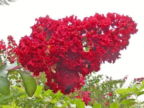 Red Lilac Tree Fragrant Perennial Flower 25 Fresh Seed Etsy