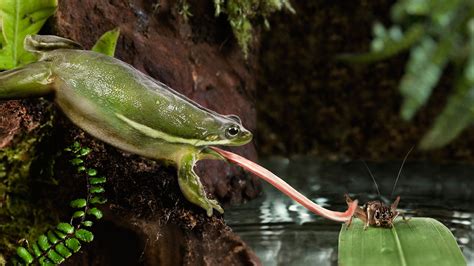 Video Frog Tongues Stick Like Scotch Tape Science Aaas