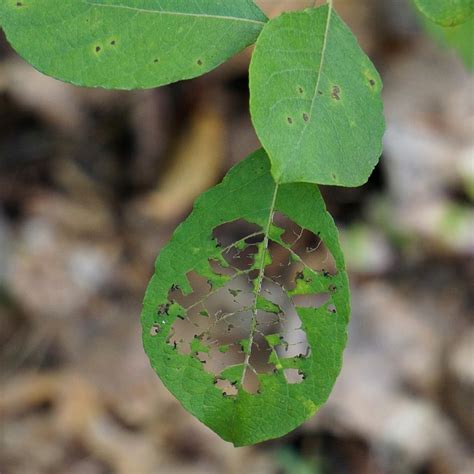 Estos plaguicidas naturales son efectivos, fáciles y económicos de hacer, además de evitar usar tóxicos dañinos para vos y. Plantas sanas, combatir las plagas