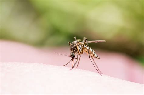 Encephalitis Yellow Fever Malaria Disease Or Zika Virus Infected Culex