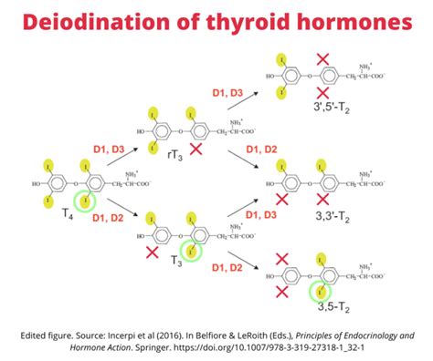 The Basics Of Thyroid Hormone Action Transport And Conversion