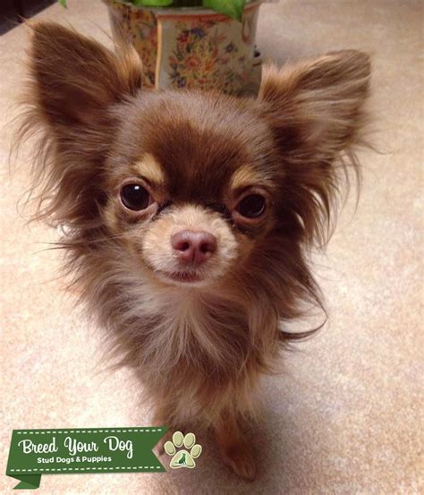 Stud Dog Long Haired Chihuahua Stud Breed Your Dog