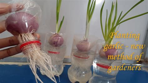 Onion Garden Onion Grow Onion Plastic Bottles Gardening Ace