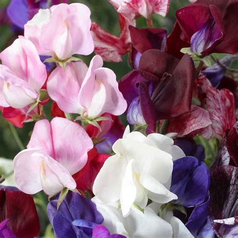 Sweet Pea Seeds Old Spice Mix Flower Seeds In Packets And Bulk Eden