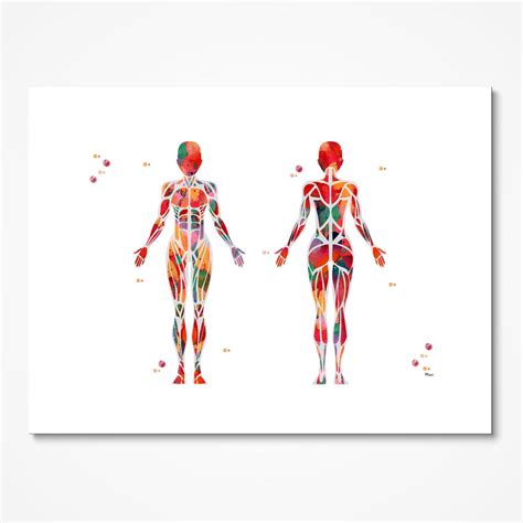 Female Muscular System Watercolor Print Anatomy Art Female Muscle