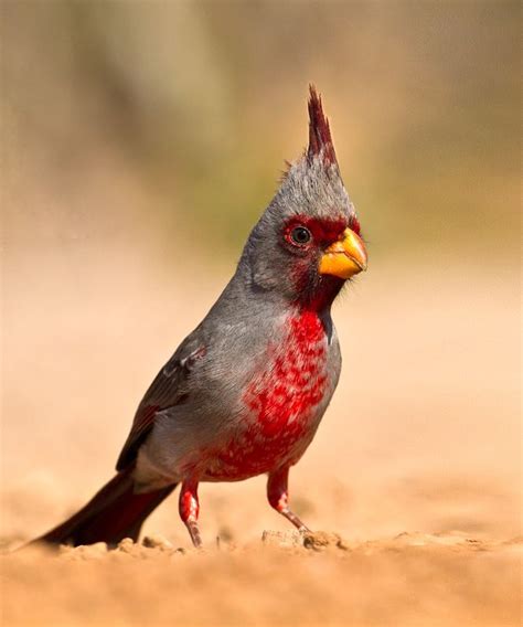 Pyrrhuloxia Cardinalis Sinuatus Попугайный кардинал Bird Photo