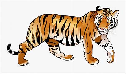 Tiger Clip Background Transparent Clipart Clipartkey