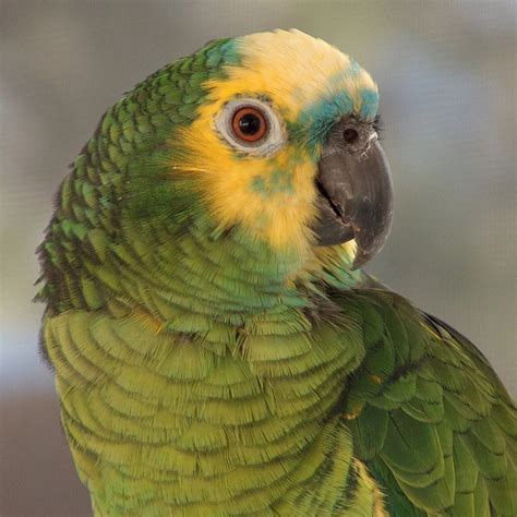 Blue Fronted Amazon Parrot 1 Pair